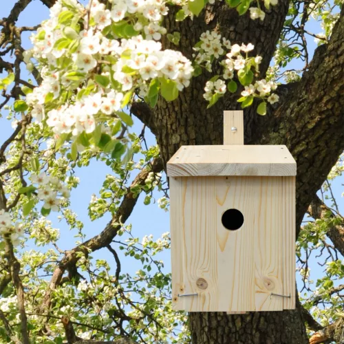 Madárház építő - Fészkelő doboz