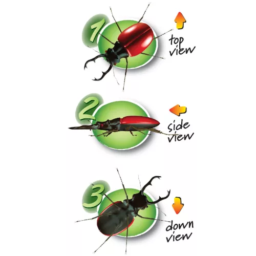 Három nézőszögű bogárvizsgáló - Triple Bug Viewer – 3 way