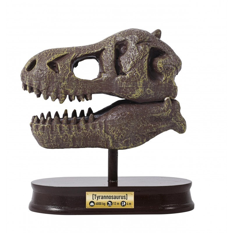 Tyrannosaurus koponya felfedező készlet BUKI – alternatív kép 1