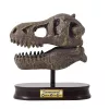 BUKI Tyrannosaurus koponya felfedező készlet BUKI, 6–8 év, Többszínű