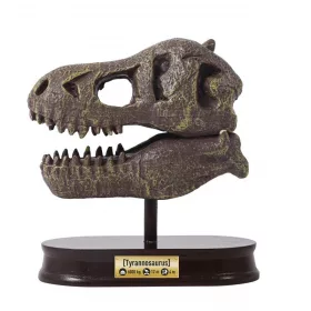 BUKI Tyrannosaurus koponya felfedező készlet BUKI, 6–8 év, Többszínű