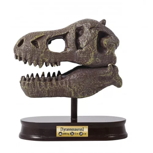 BUKI Tyrannosaurus koponya felfedező készlet BUKI, 6–8 év, Többszínű