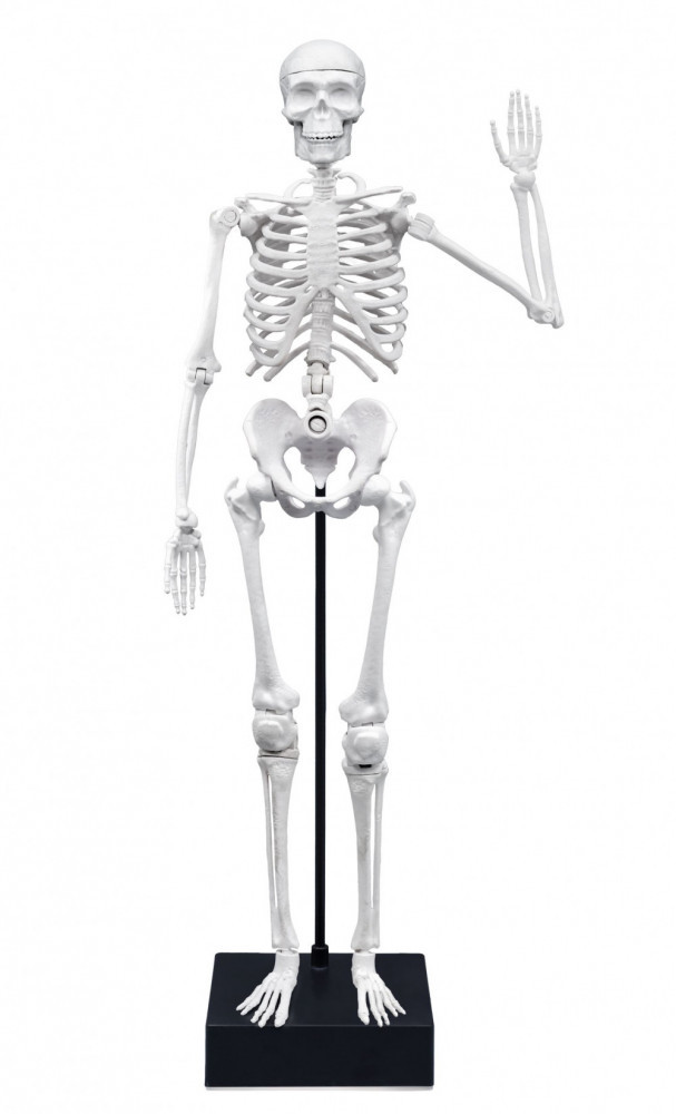BUKI Összeépíthető emberi csontváz 45 cm-es BUKI, alternatív kép 1