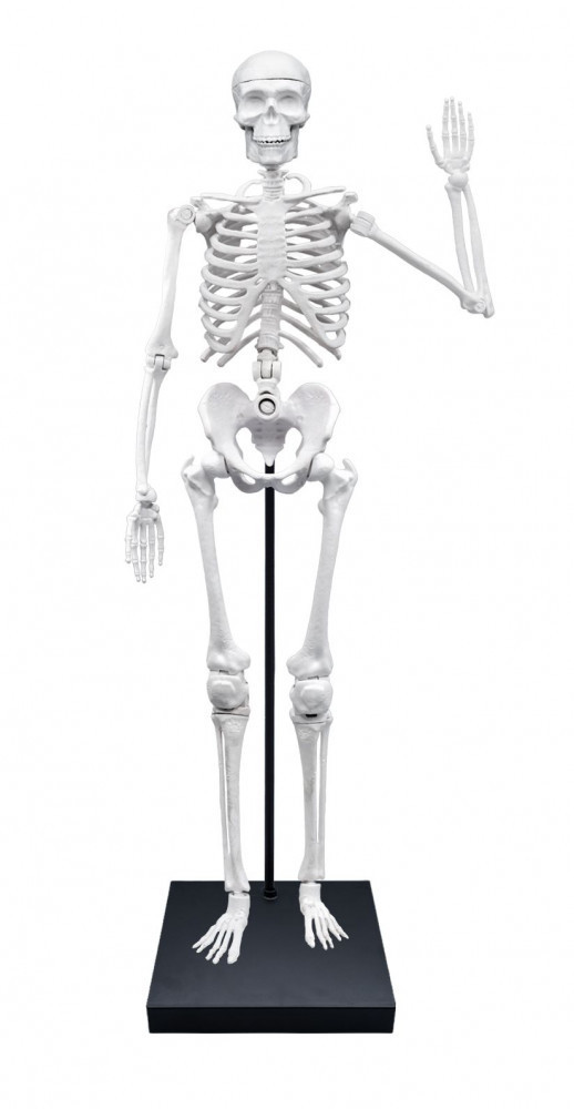 BUKI Összeépíthető emberi csontváz 85 cm-es BUKI, alternatív kép 1