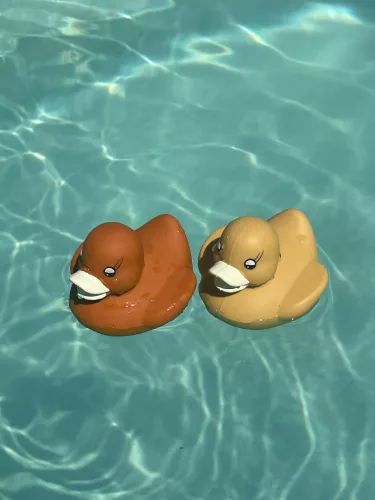 Fürdőjáték - barna színű gumikacsák, 2 féle Magni