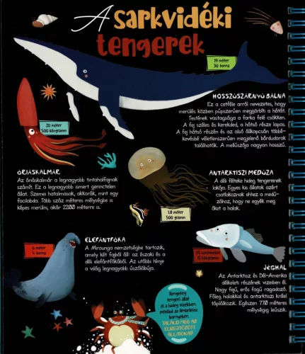 Csodalámpa - Tengeri állatok