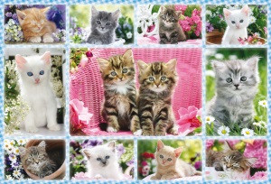 Kittens, 100 db (56135) Katzenbabys, 100 pcs – fő nézet
