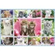 Kittens, 100 db (56135) Katzenbabys, 100 pcs