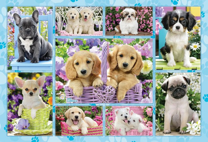 Kiskutyák, 200 db (56162) Welpen / Puppies – fő nézet