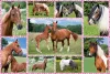 Pferdeträume, 150 db (56269) Beautiful Horses, 150 pcs