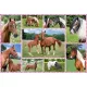 Pferdeträume, 150 db (56269) Beautiful Horses, 150 pcs