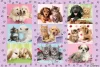 Meine Tierfreunde, 100 db (56268) My Animal Friends, 100 pcs